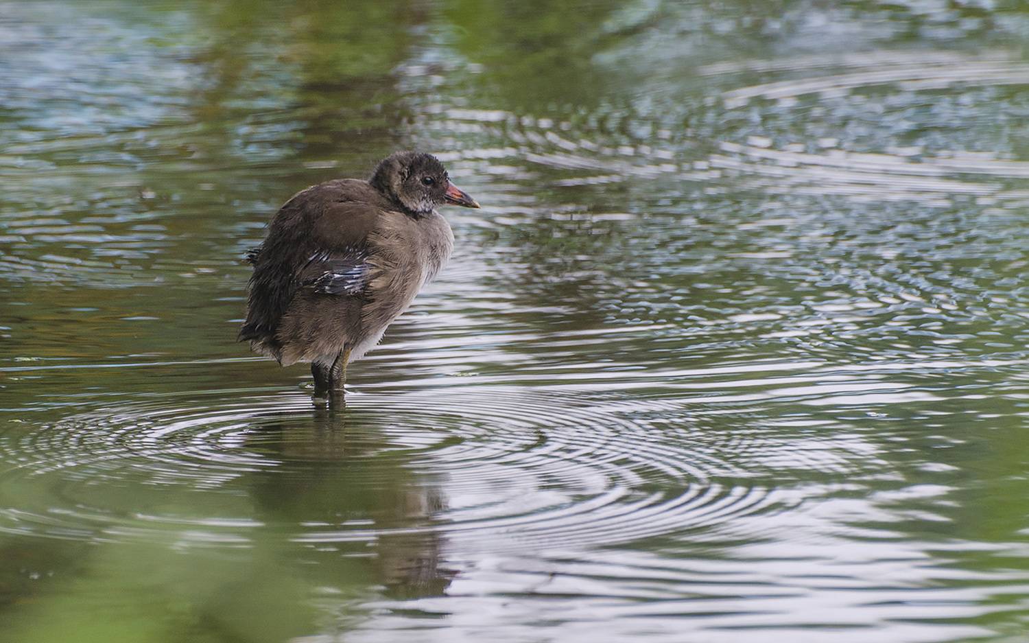 птица, птенец, камышница, Михаил Агеев