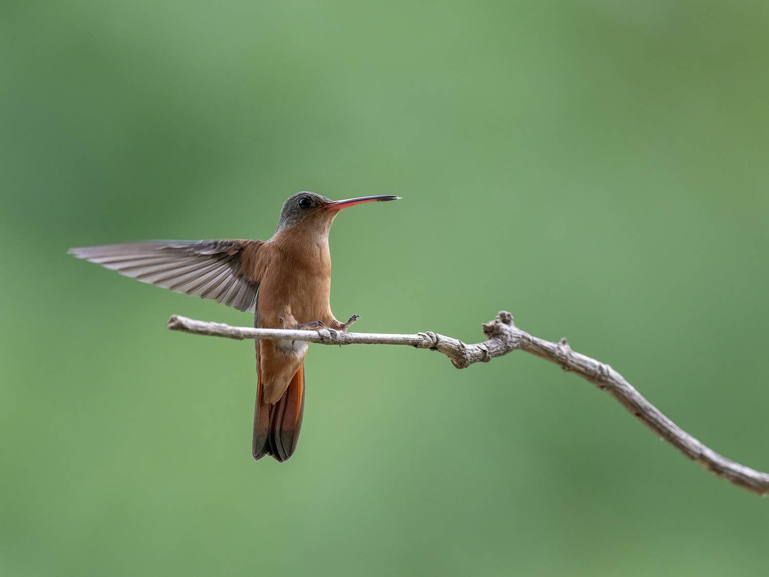 , Fernando Burgalin Sequeira
