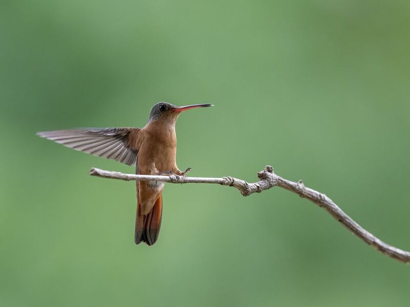 Cinnamon Hummingbird фото превью