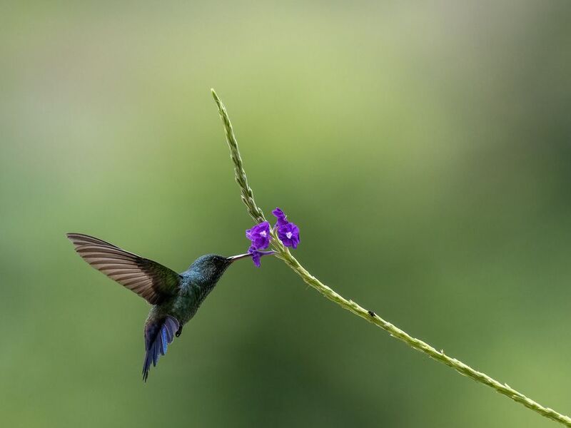 Blue-vented Hummingbird фото превью