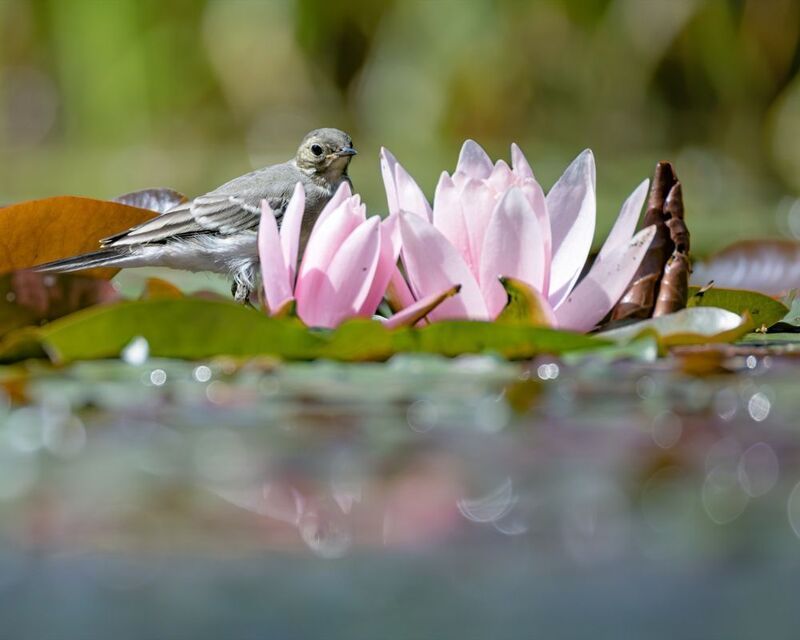трясогузка,кувшинка,кувшинки,пруд,нимфея Отражение фото превью