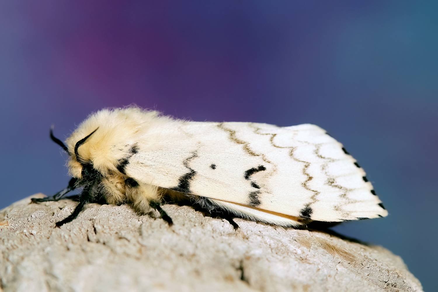 макрофото, макрофотографии, фотомакро, насекомые, макромир, макрофотограф, макроаддикт, макро_мир, naturelovers, naturelover, naturephotography, macrolove, macro_love, biodiversity, macrophotography, macro, macronature, entomology, arthropods, arthropod, ,  Stephane