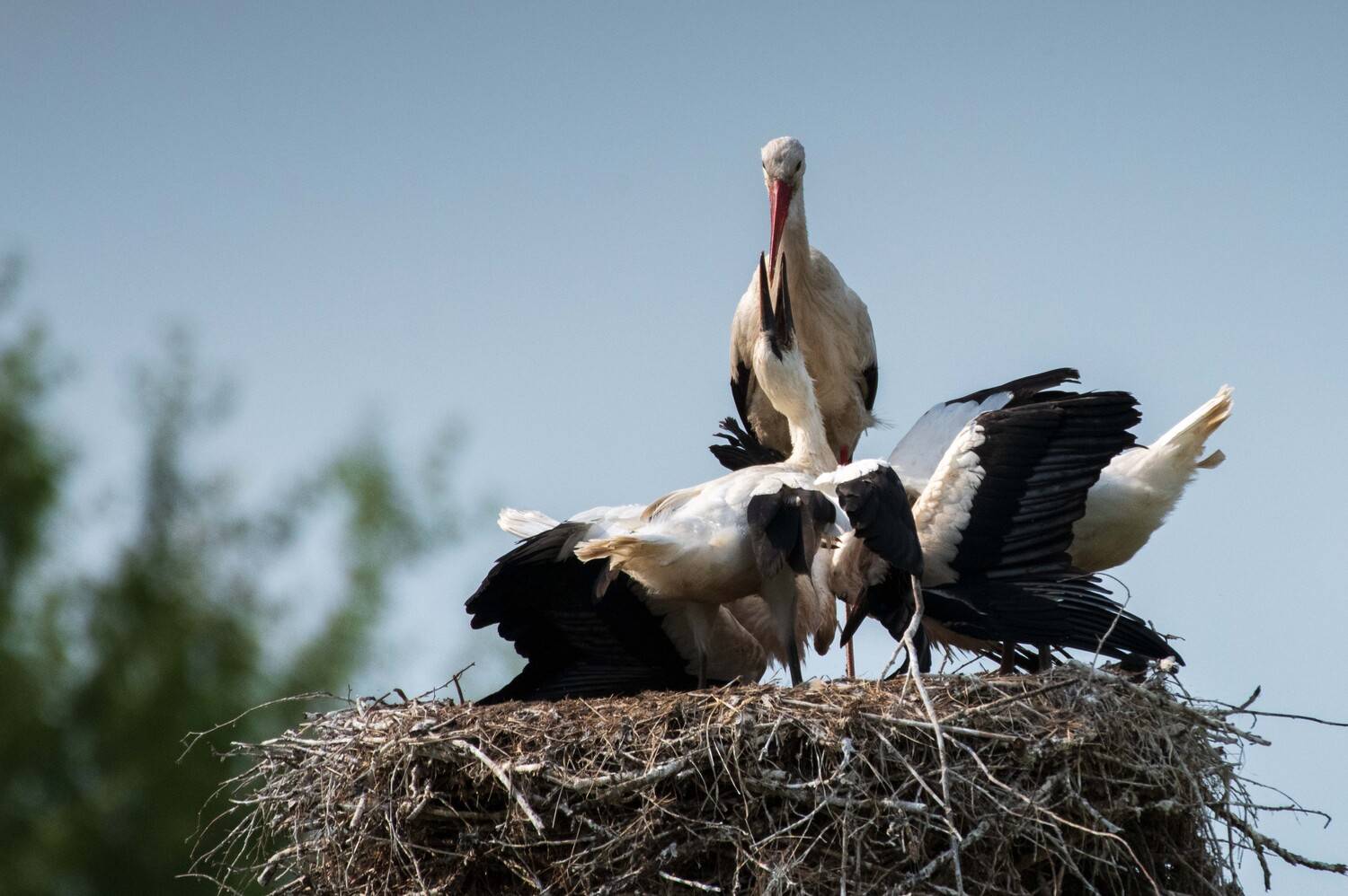 , Павел Ныриков