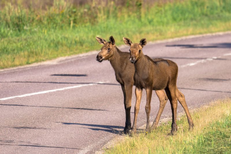 Подвезёте? фото превью
