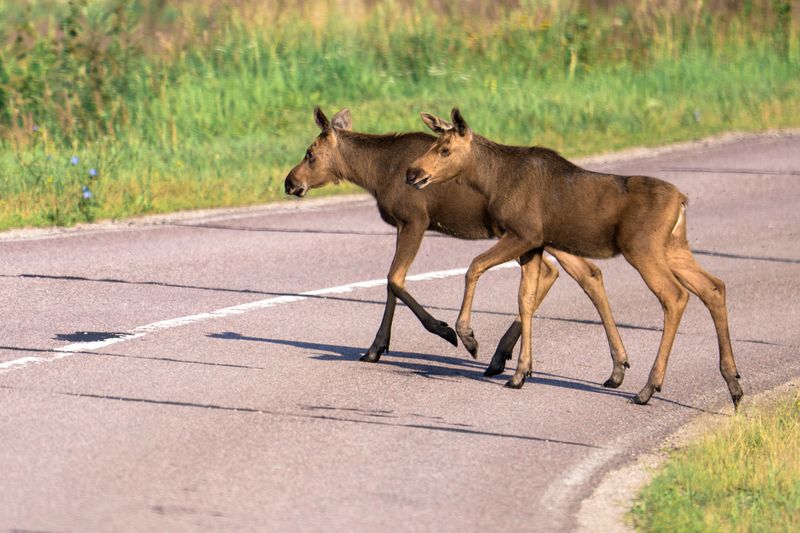 лоси И дорогу лоси переходят важно фото превью