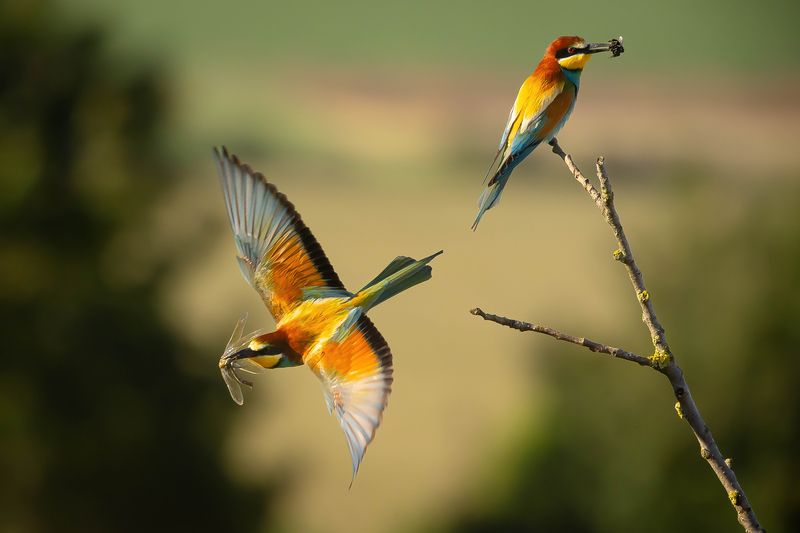 Bee-eater фото превью