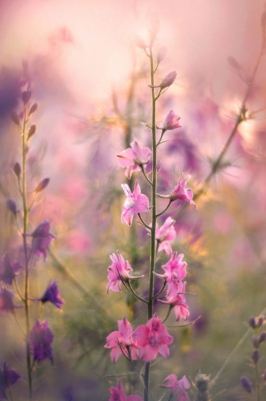 природа, рассвет, цветы, сад, лето, дельфиниум  Летнее утро  фото превью