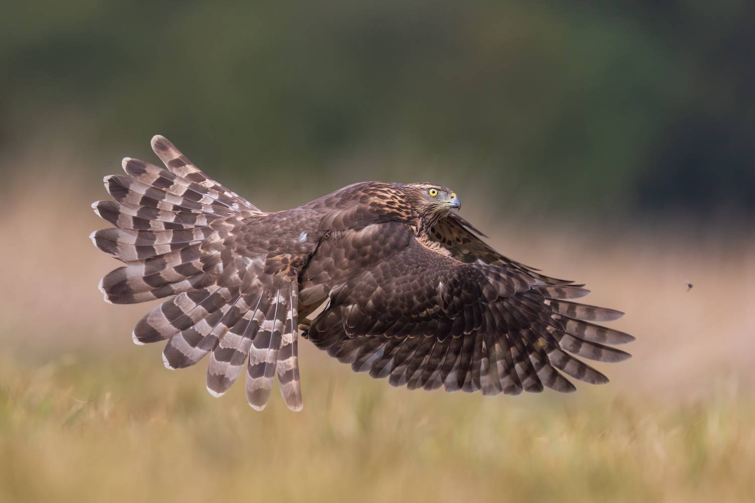 , Фруман Евгений