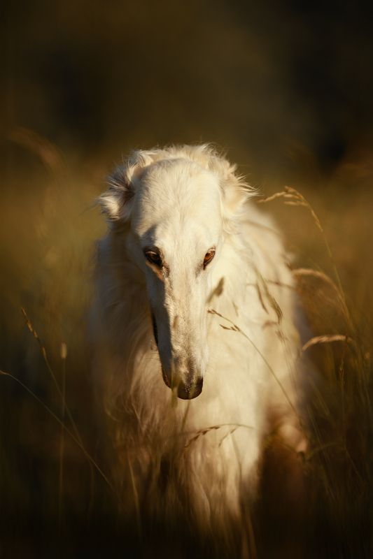 Galgo de Ruso фото превью