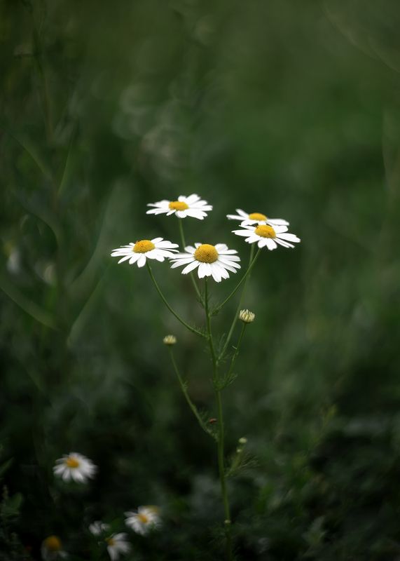 ромашка, цветок, природа, флора, растение Ромашки фото превью