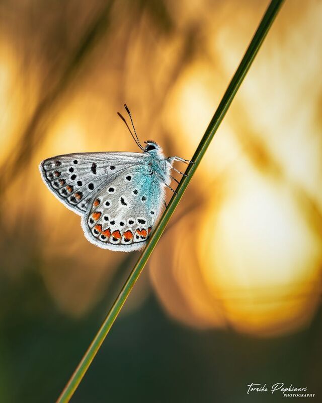 Lycaenidae фото превью