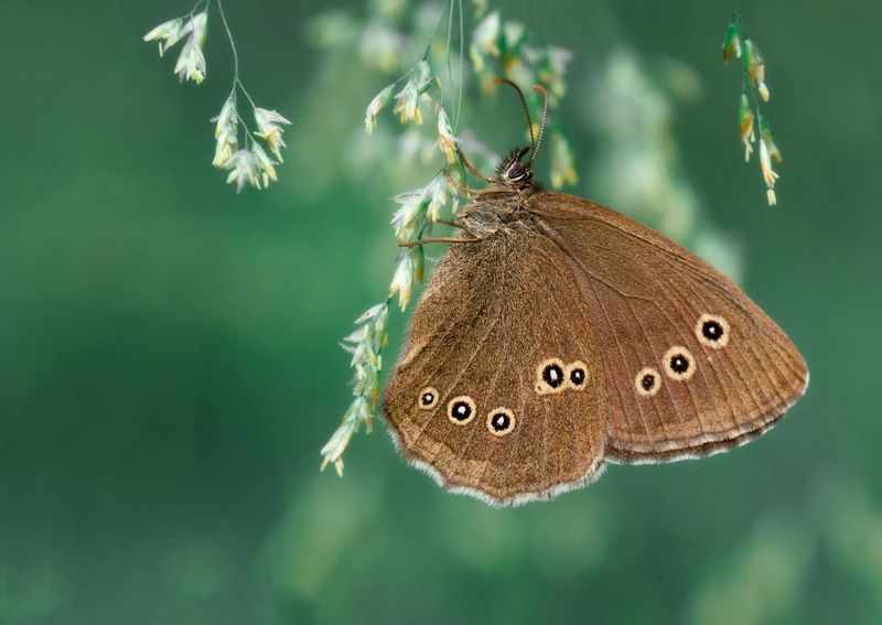 ** фото превью