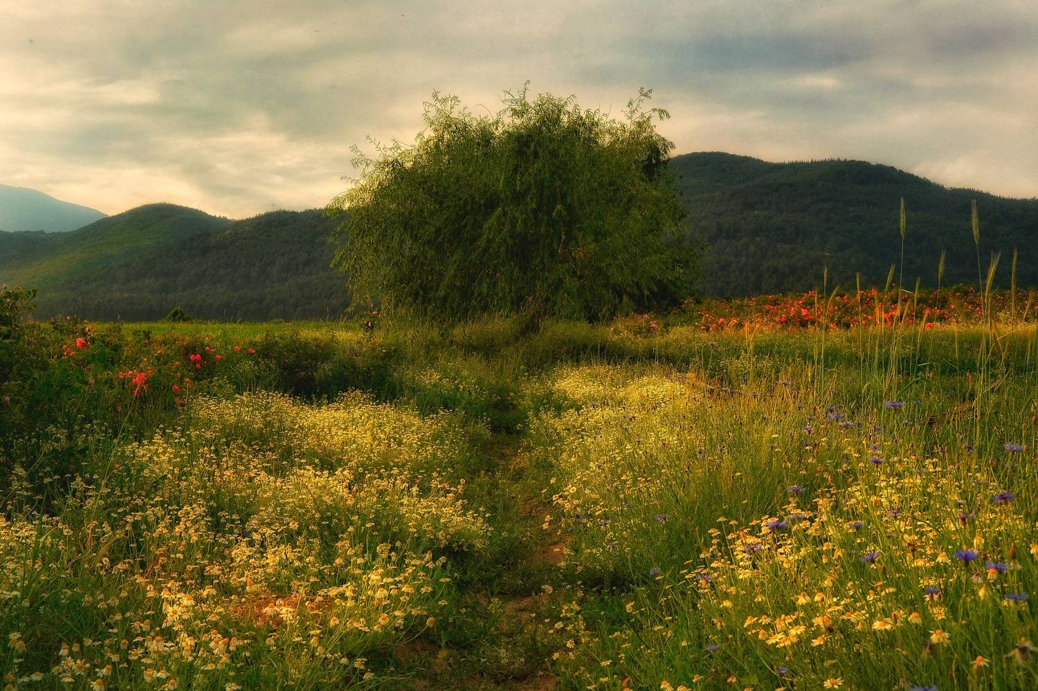 , Юлияна Стоянова