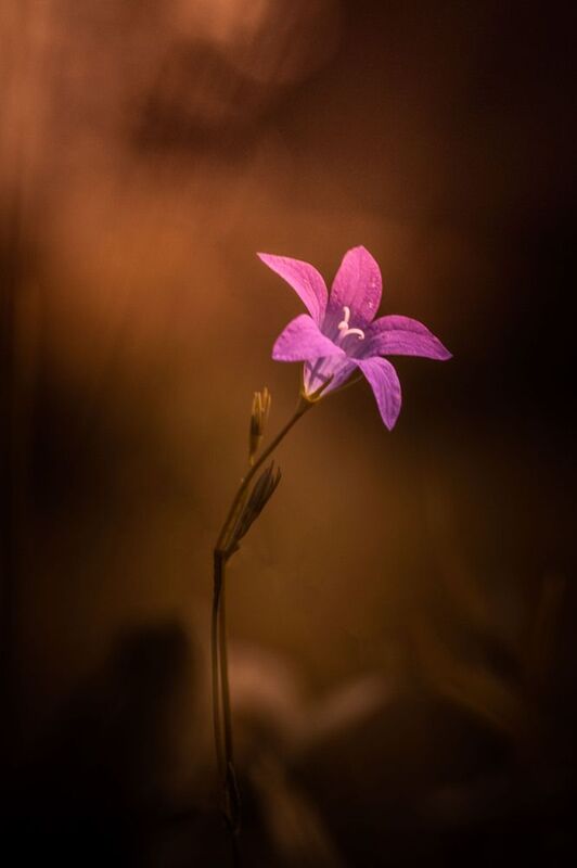 Мои работы фото превью