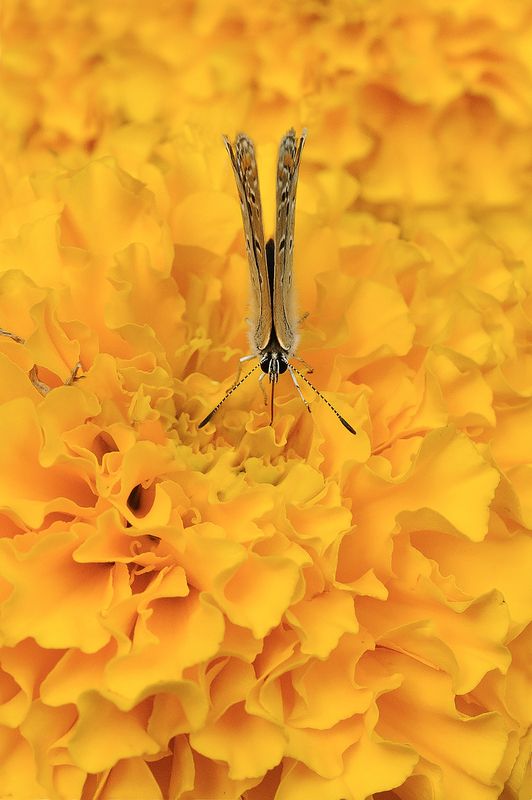 Untitled#*** фото превью