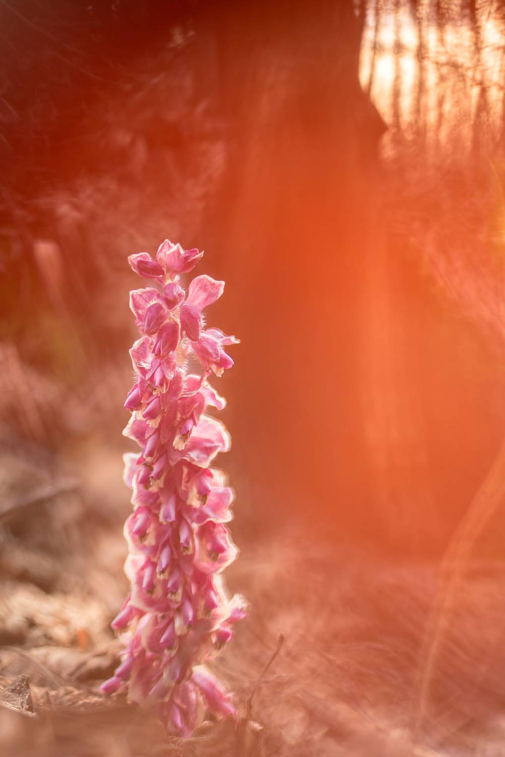 петров крест, розовые цветы, Соварцева Ксения