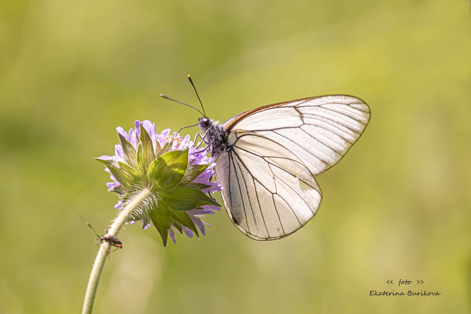 , Бурикова Екатерина