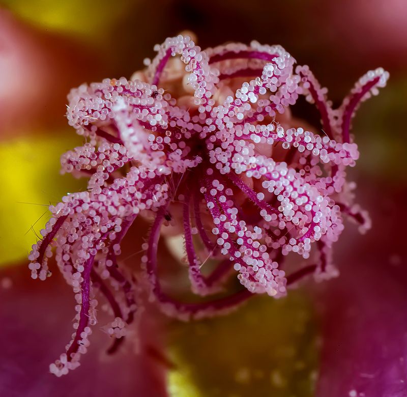 растения, тычинки мальвы, лето Спрут фото превью