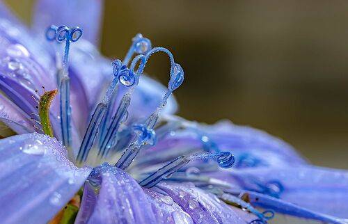 Голубой мир цикория