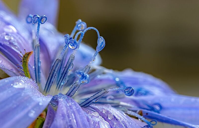 растения, цветы, цикорий, лето Голубой мир цикория фото превью