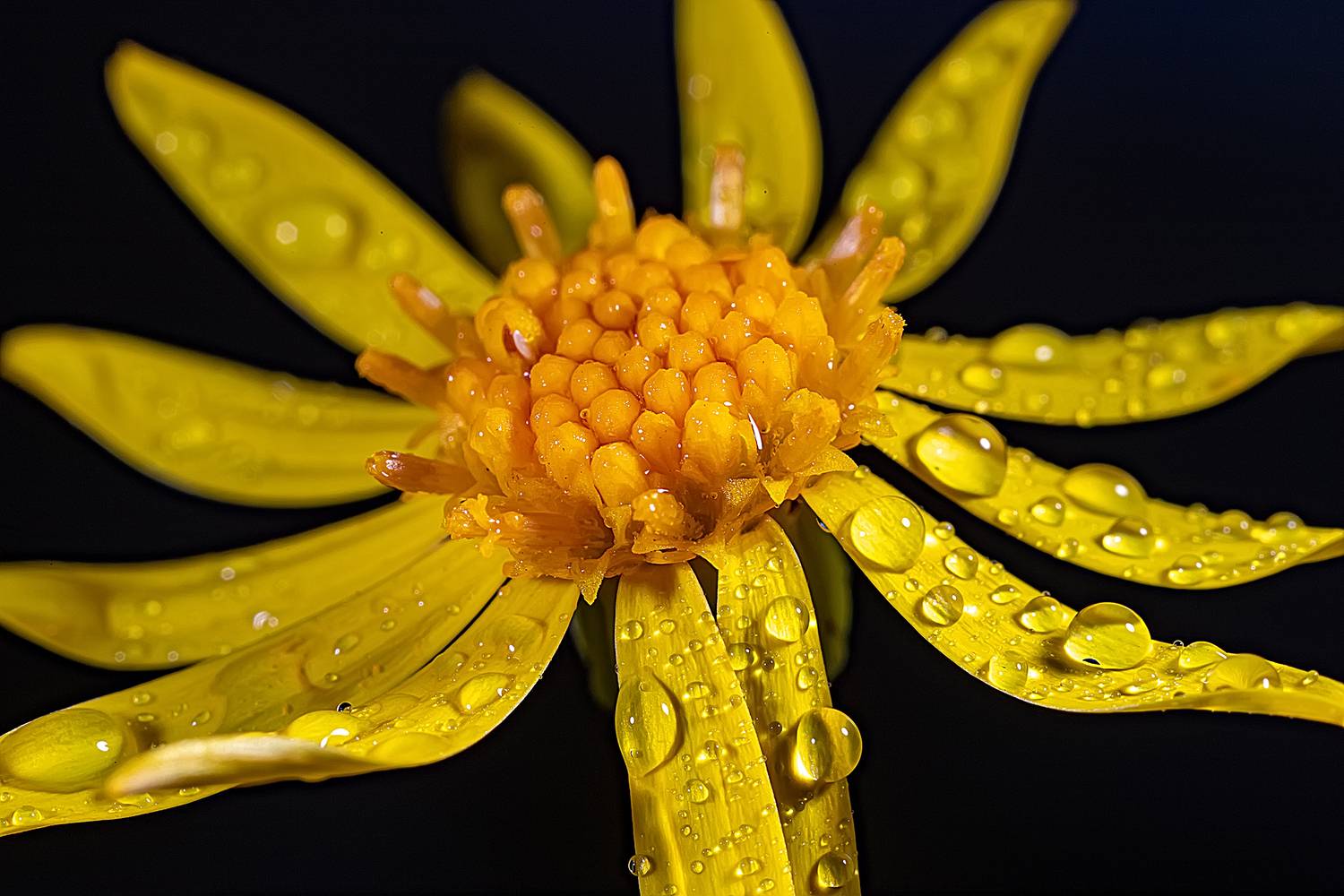 растения, цветы, крестовник якоба, Широких Александр