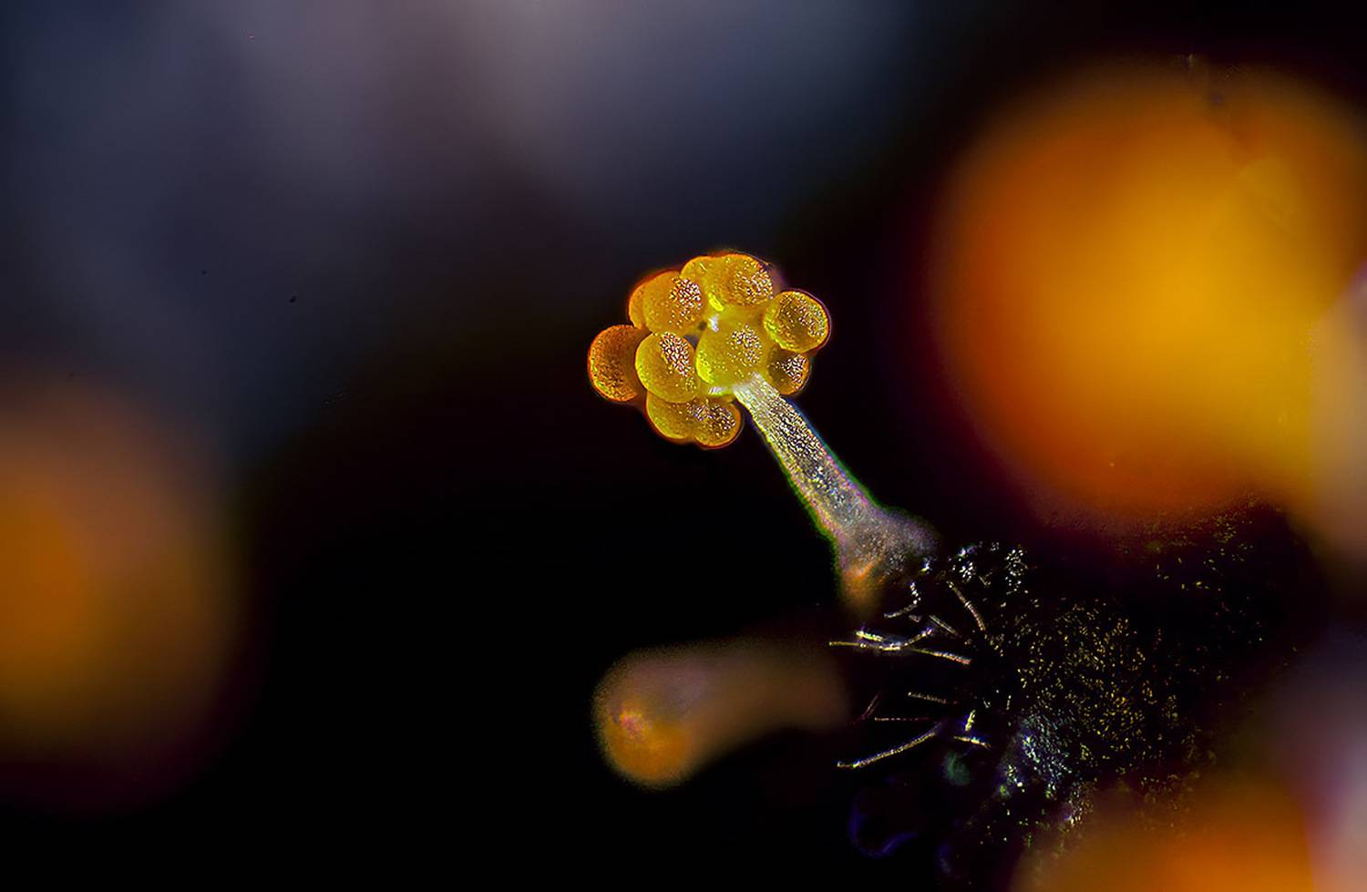 плодовое тело, спорофор, скользящие миксобактерии, прокариоты, макро, Широких Александр