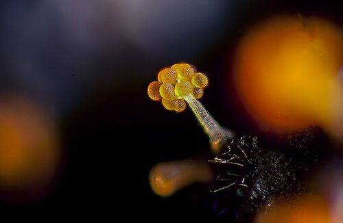 Плодовое тело миксобактерий