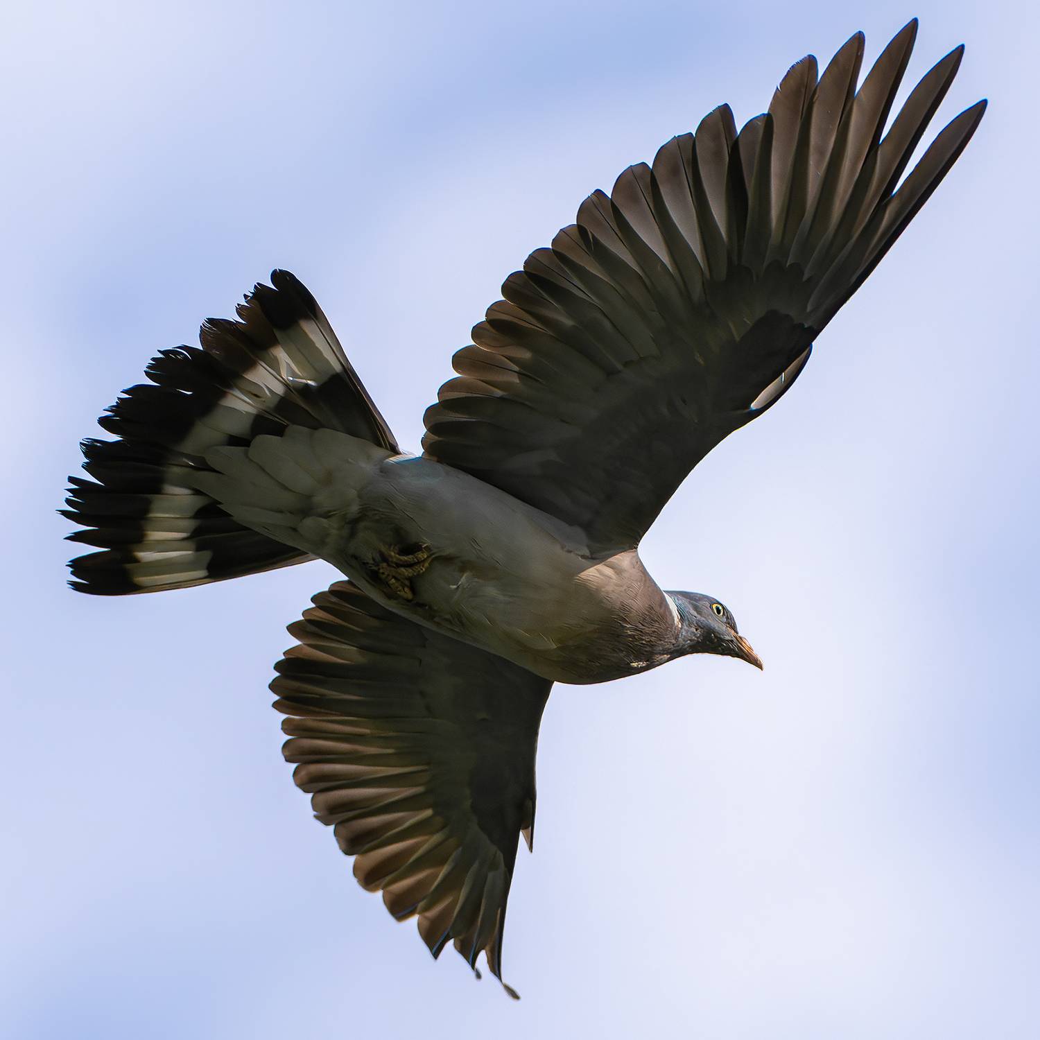 , Молодкин Дмитрий