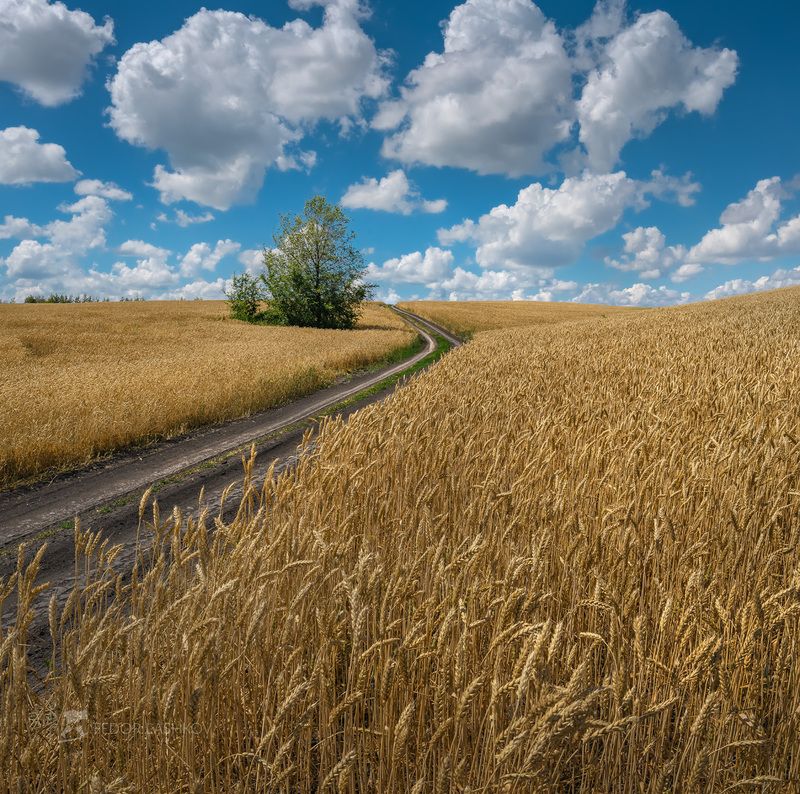 белгородская область, белогорье, поле, полевое, просёлочная дорога, пшеница, зерно, сельское хозяйство, облака, днём, дневное, Дорога домой фото превью
