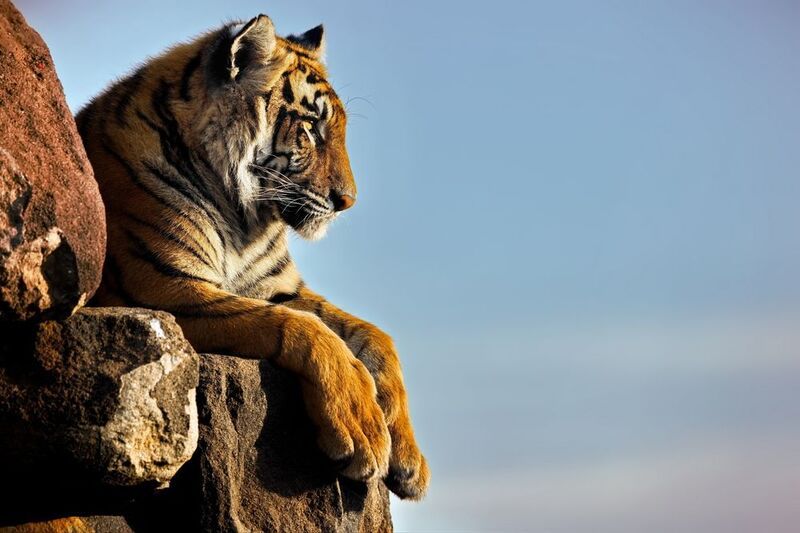 Тигриные истории - 5 фото превью