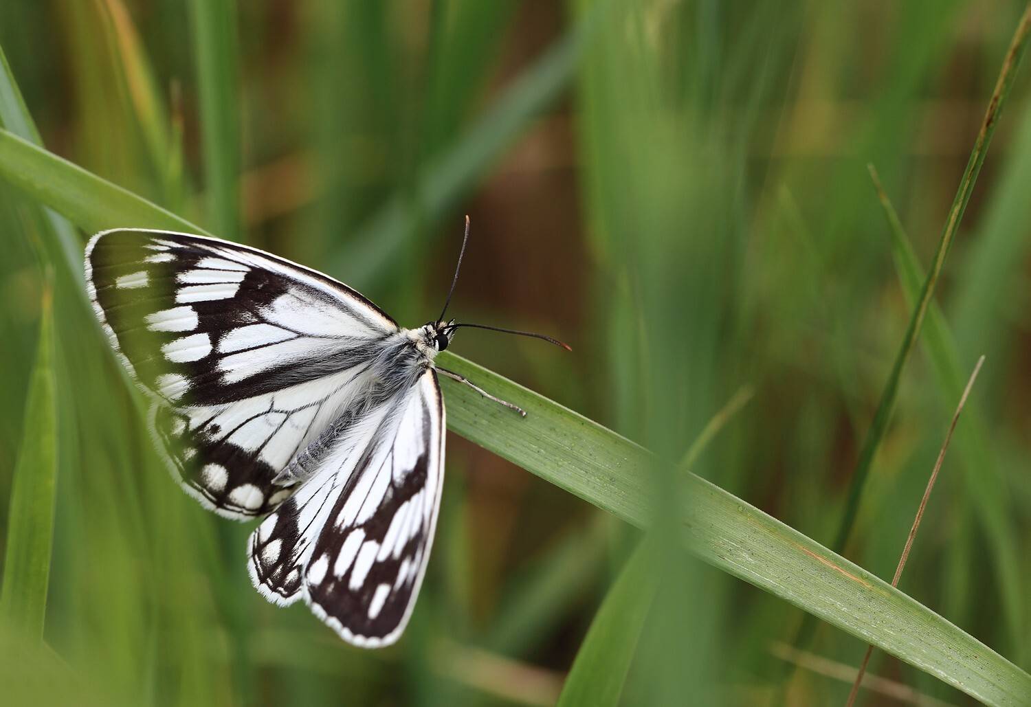 бабочка  пестроглазка melanargia halimede, Евгений Слободской
