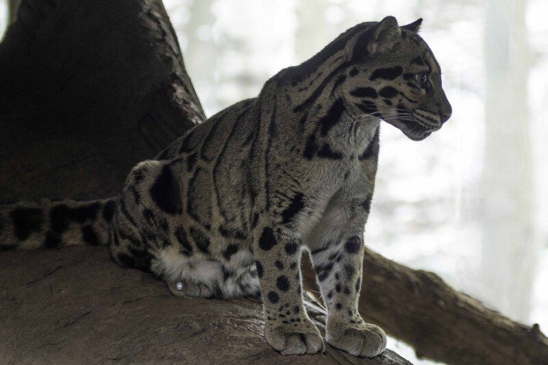 Clouded leopard фото превью