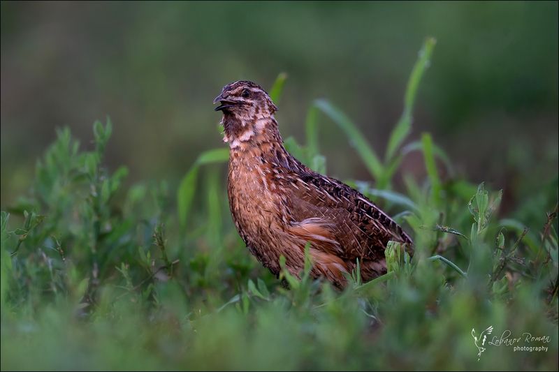 * * * фото превью