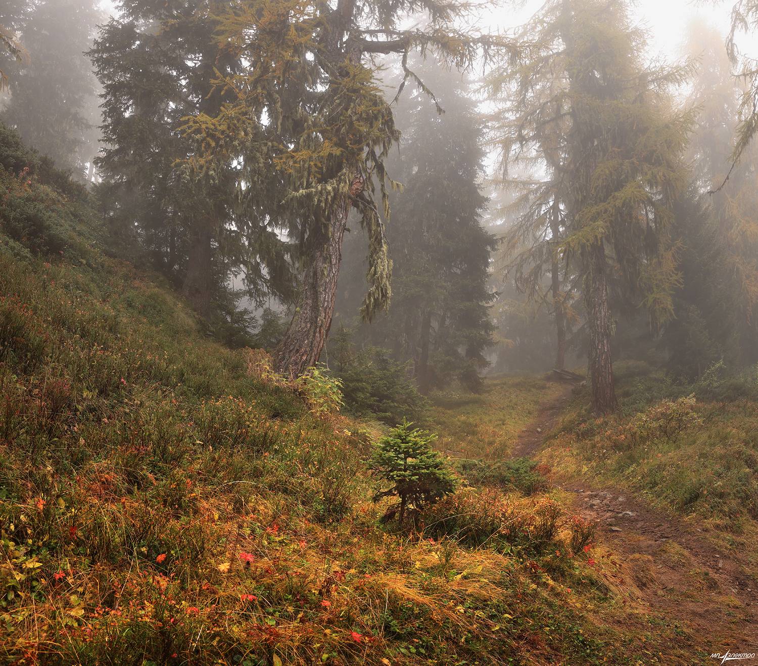 swiss, Матвеев Николай