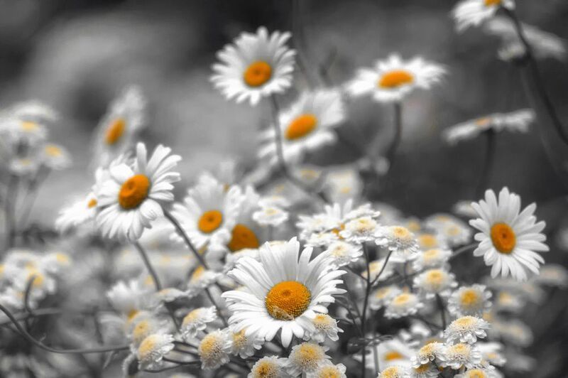 ромашки Многодетная семья. фото превью