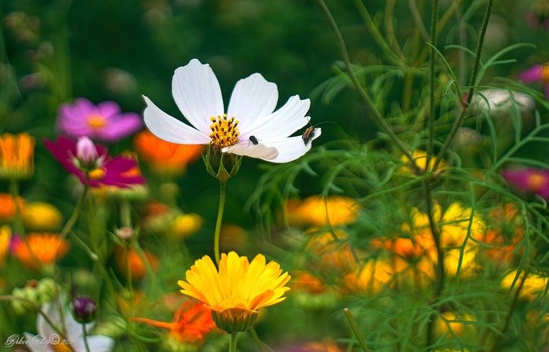 Июль... фото превью