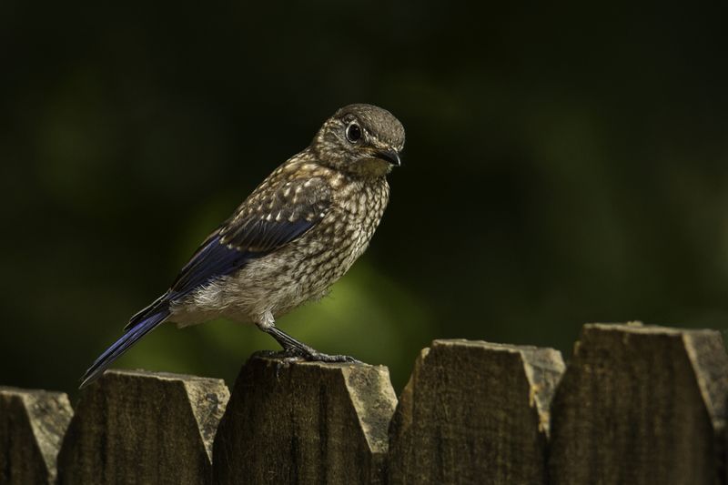 Juvenile Eastern Bluebird фото превью