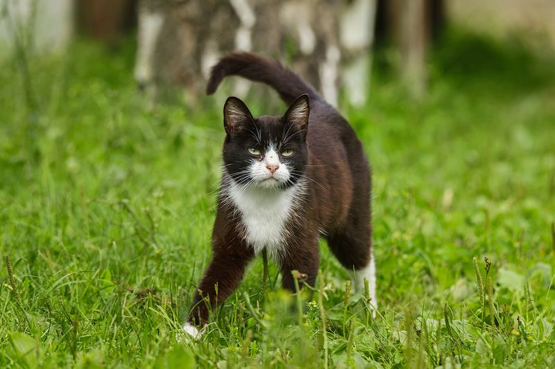 Кот фото превью