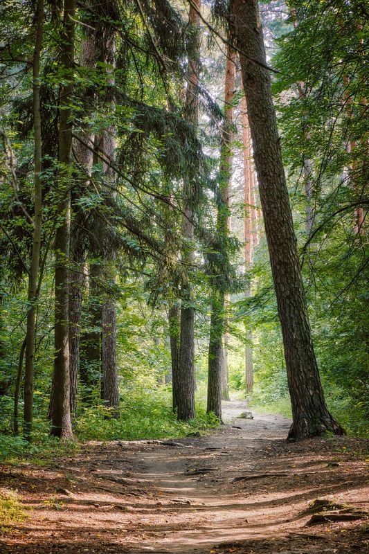 В летнем лесу фото превью