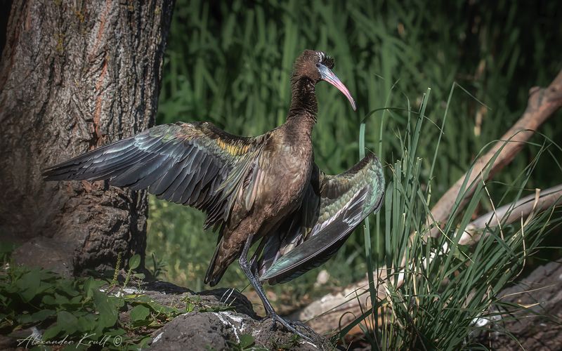 каравайка, ибис, plegadi falcinellus На утреннем солнышке фото превью