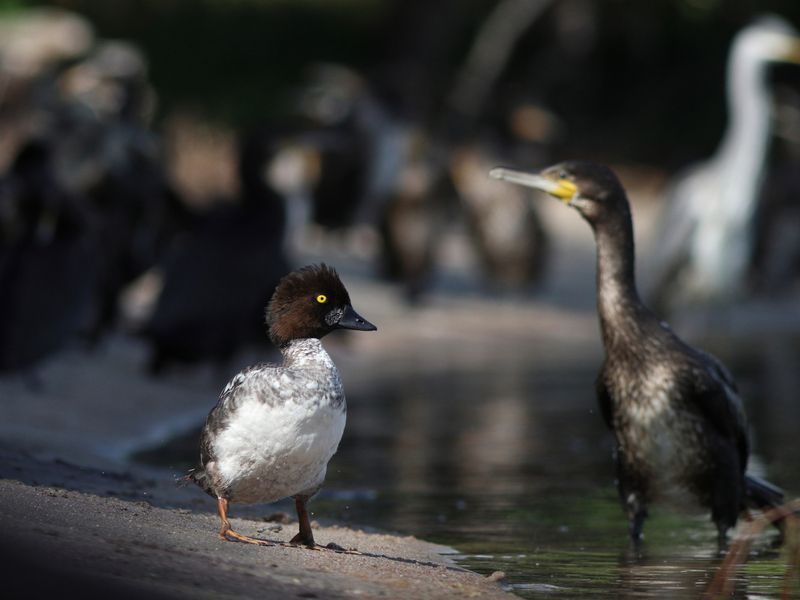 обыкновенный гоголь, гоголь, утка, bucephala clangula, common goldeneye, большой баклан, баклан, phalacrocorax carbo, great cormorant, cormorant, куршская коса, куршский залив Свой среди чужих фото превью