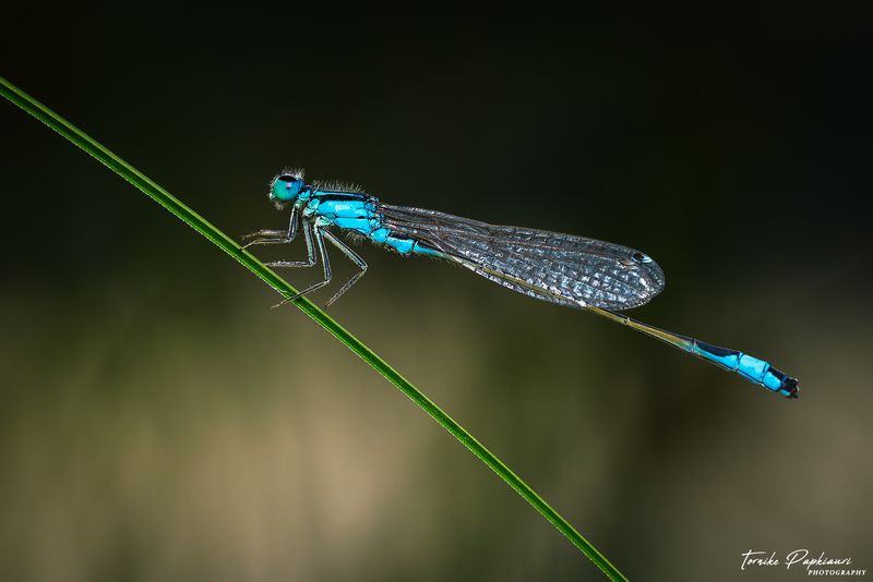 Coenagrion puella фото превью