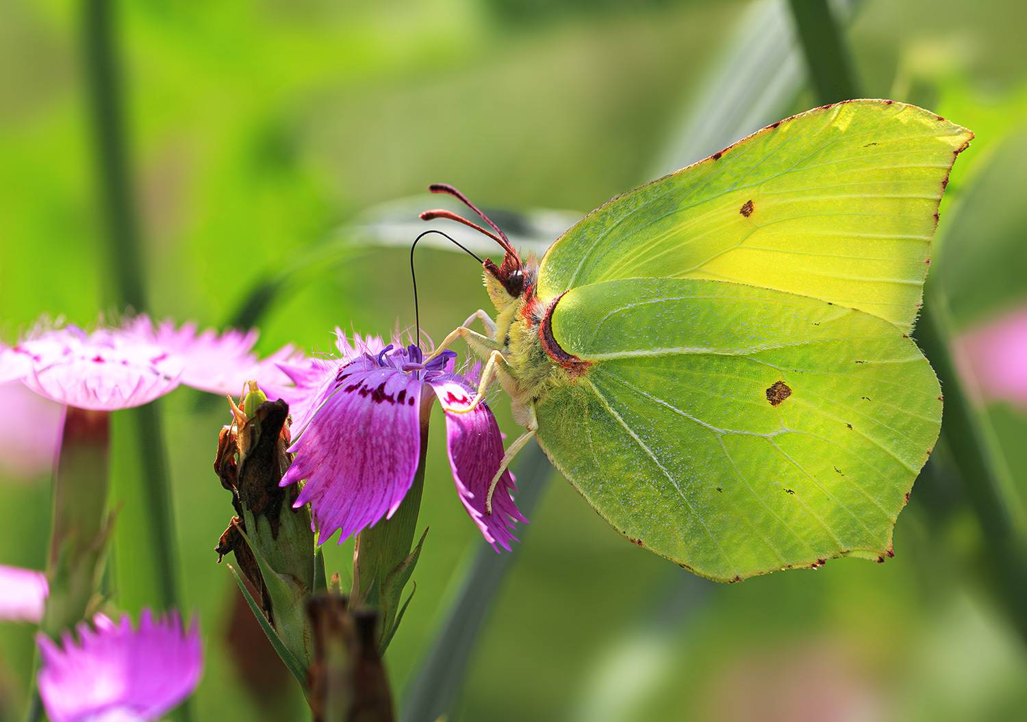 насекомые, бабочка, белянка, лимонница, лето, июль, Борис Новиков