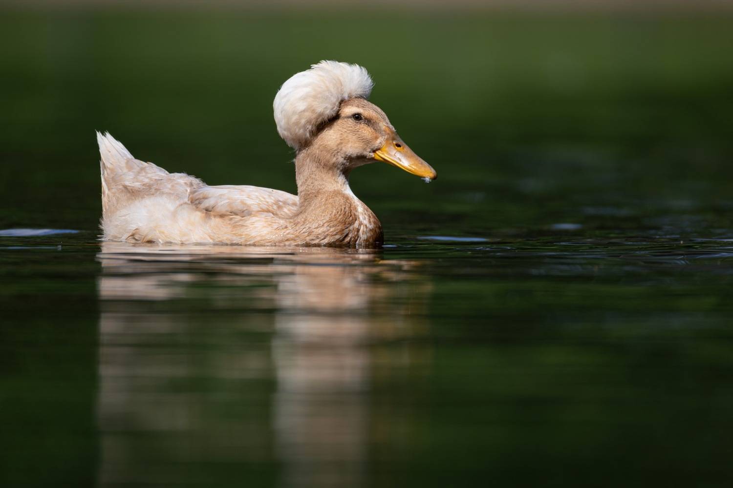 хохлатая утка, утка, птицы, Руслан Pl