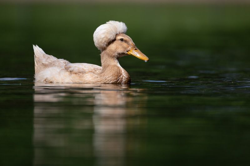 хохлатая утка, утка, птицы Хохлатая утка фото превью