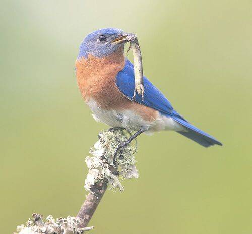 Восточная сиалия поймал ящерицу - Eastern Bluebird catches Lizard