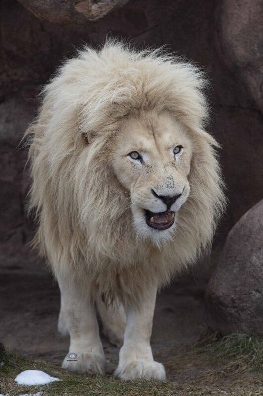 White lion фото превью