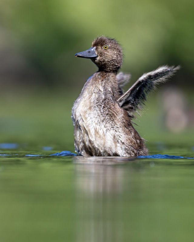 нырок, хохлатая чернеть, утка, птицы, утенок  фото превью