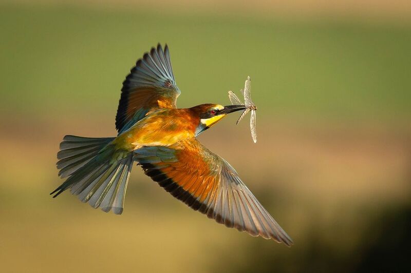Bee-eater фото превью