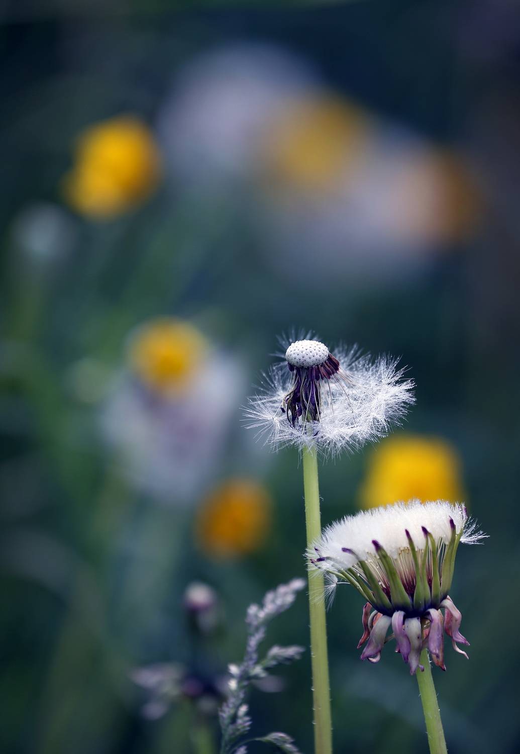 , Бибичков Михаил